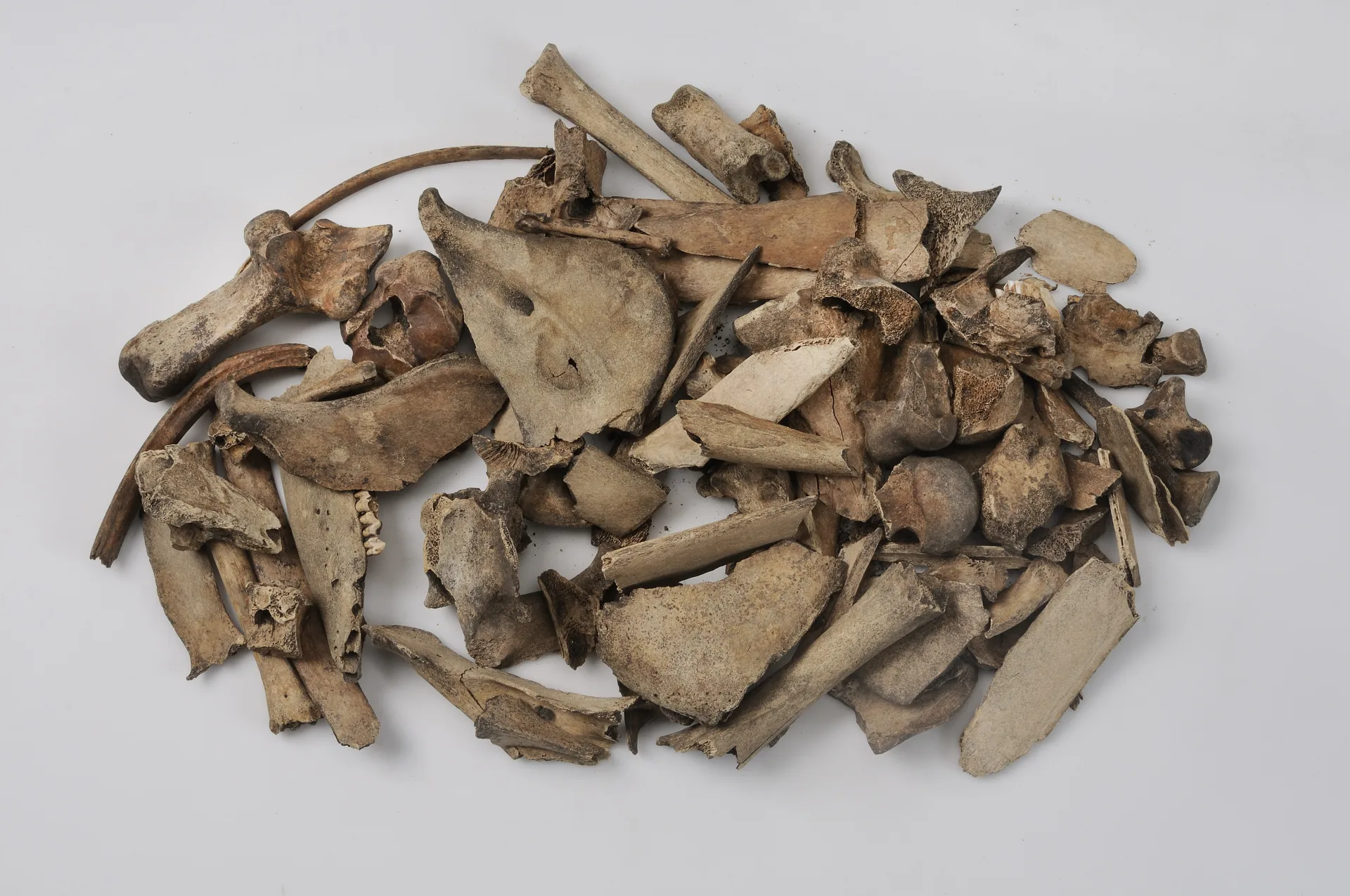 Djurskelett i en hög