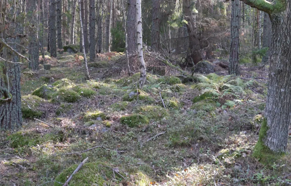 sten-lämningar i en skog