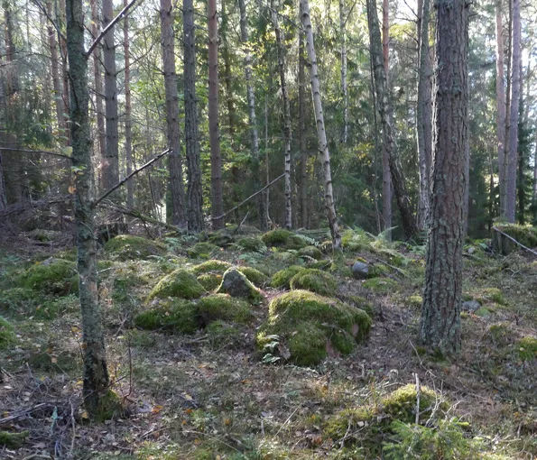 skog med träd och stenar