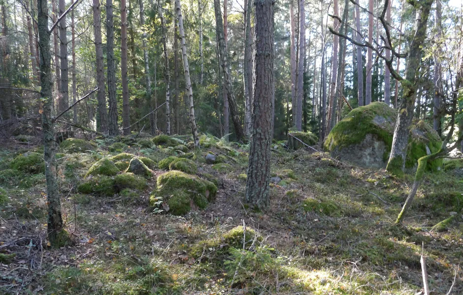 sten-lämningar i en skog