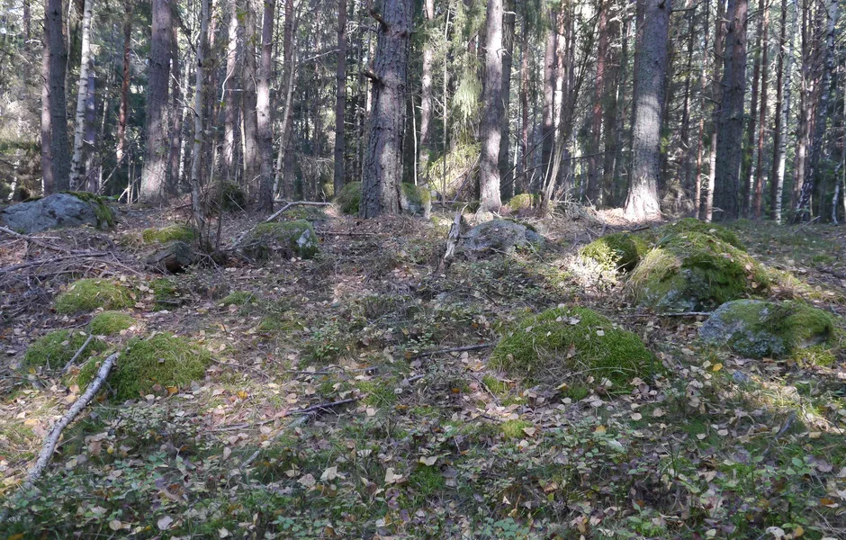 sten-lämningar i en skog