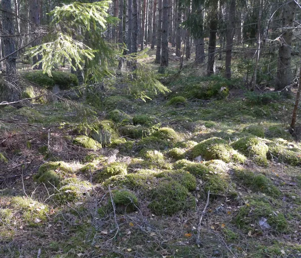 sten-lämningar i en skog