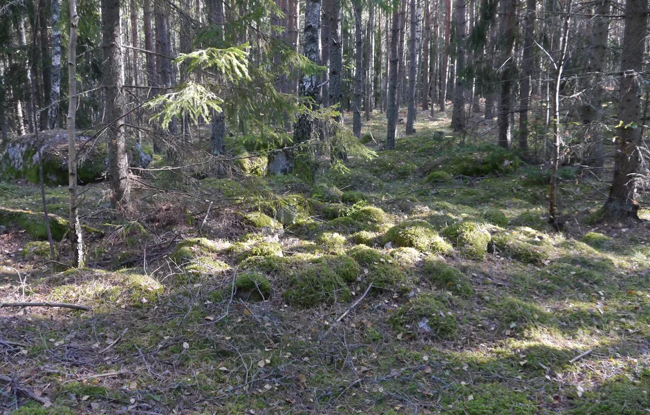 sten-lämningar i en skog
