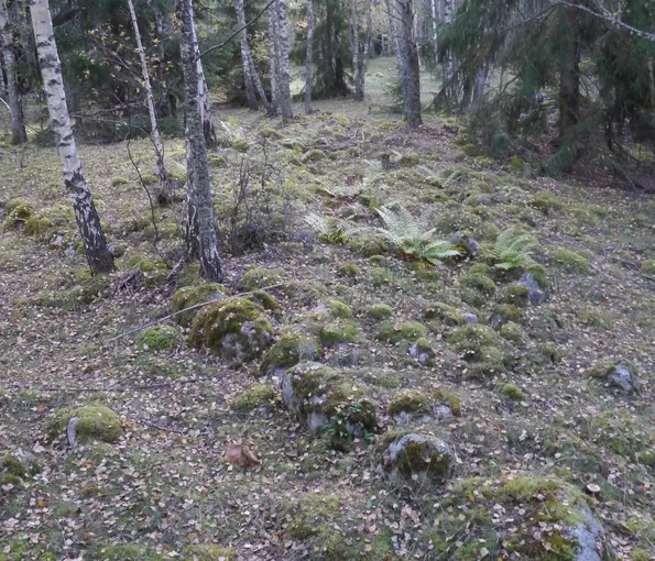 Stenrös i skog