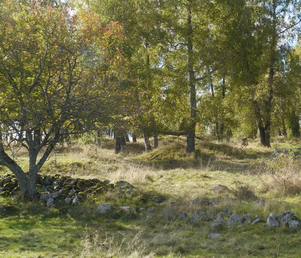 gravfält omgivet av träd 