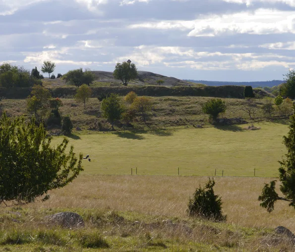 fält med kulle och träd i bakgrunden