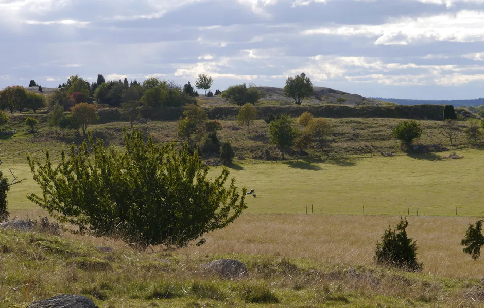 Vy över de västra delarna av Svarta Jorden-området med Borgberget och den mäktiga Borgvallen i fonden. Foto: Jonathan Olsson/SHM