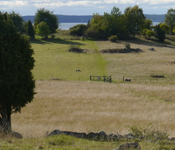 Fält med vete och gröna ängar