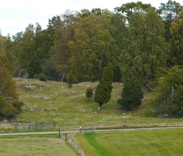 Lämningarna från Birka vid ett fält med träd i bakgrunden