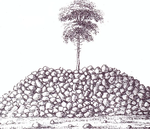 Skiss av ett träd stående på stenar